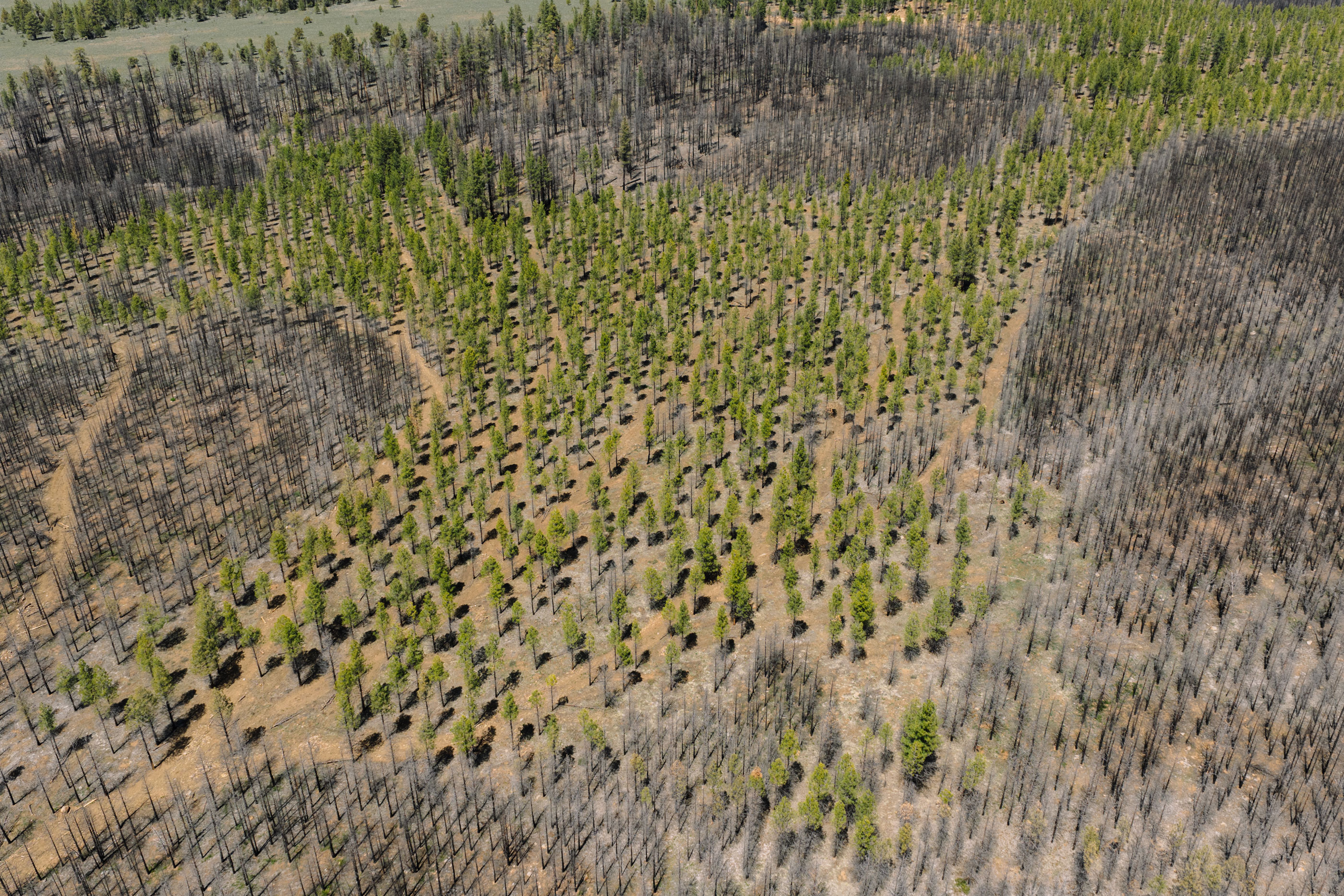 Aerial drone view of a reforestation project showing rows of young healthy green trees planted among burned forest, representing verified tree planting through GreenMind subscriptions