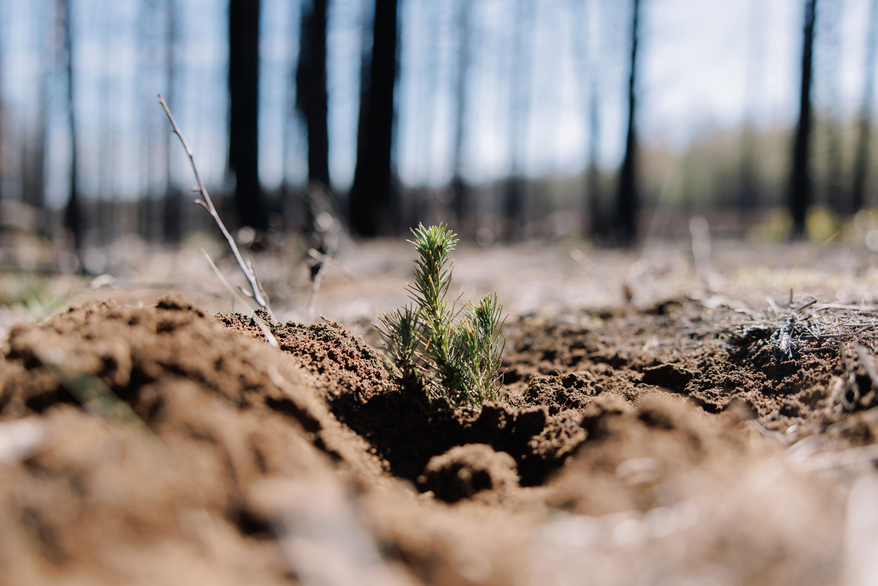 Close-up of a young pine tree seedling planted in soil with burned trees in the background, representing the start of a new forest through GreenMind AI tree planting